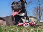 Adopt Amelia a Pit Bull Terrier