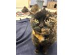 Adopt Ahava a Domestic Medium Hair