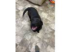 Adopt Lollipop a Black Labrador Retriever