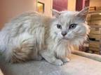 Adopt Betty a Domestic Long Hair, Domestic Short Hair