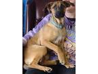 Adopt Arabella a Shepherd, Mixed Breed