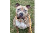 Adopt CASH/REMY a Pit Bull Terrier, Mixed Breed