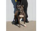 Adopt LAYLANI a Pit Bull Terrier, Staffordshire Bull Terrier