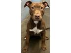 Adopt Diamond (HW-) a Pit Bull Terrier, Mixed Breed
