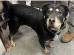 Adopt Dixie a Rottweiler, Mixed Breed