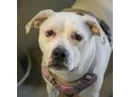 Adopt Mia~ SPONSORED & Housebroken! a Boxer, Mixed Breed