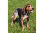 Adopt Roomba a Bluetick Coonhound