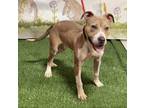 Adopt Adelaide a Pit Bull Terrier