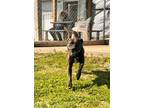 Adopt Hera / Jadda a Pit Bull Terrier