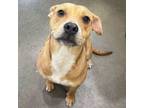 Adopt Flora a Pit Bull Terrier