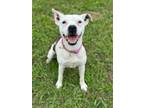 Adopt Paula a Pit Bull Terrier, Mixed Breed