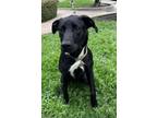 Adopt Beans a Labrador Retriever