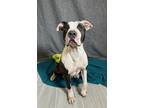 Adopt Deedee a Pit Bull Terrier