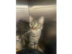 Adopt Olive a Domestic Short Hair