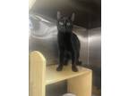 Adopt Beans a Domestic Short Hair