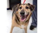 Adopt Sephora a German Shepherd Dog, Beagle