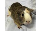 Adopt JAVA a Guinea Pig