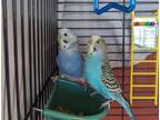 Adopt CLEOPATRA a Parakeet (Other)