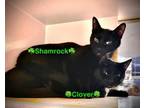 Adopt Shamrock - I am at Petsmart Northborough a Domestic Short Hair