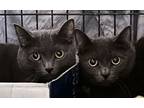 Adopt Liam & Cora a Domestic Short Hair