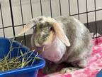 Adopt Abigail a Rex, Mini Lop