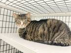 Adopt Tinkerbelle a Domestic Short Hair