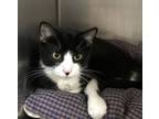Adopt Cookie Cat a Domestic Short Hair
