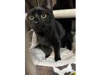 Adopt Twilight (with Midnight) a Domestic Short Hair