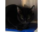 Adopt Midnight (with Twilight) a Domestic Short Hair