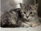 Adopt Penny a Domestic Short Hair