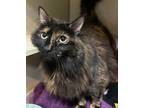 Adopt Lunar Moon a Domestic Long Hair