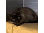 Adopt Wynonna a Siamese