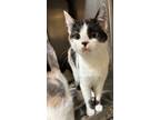 Adopt Chicka a Domestic Short Hair