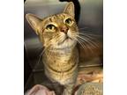 Adopt Cassandra a Domestic Short Hair