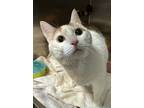 Adopt Cali a Domestic Short Hair