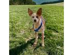 Adopt Pickles a Australian Cattle Dog / Blue Heeler