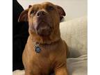 Adopt Miso a Pit Bull Terrier