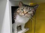 Adopt PEE WEE a Domestic Short Hair