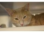 Adopt Lioness a Domestic Short Hair