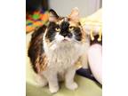 Adopt Foxy a Domestic Long Hair, Domestic Short Hair