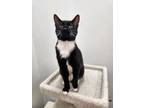 Adopt Digit a Domestic Short Hair