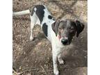 Adopt Ruth a Pointer