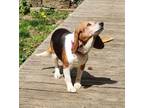 Adopt Betty a Beagle