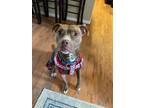 Adopt Mocha a American Staffordshire Terrier, Pit Bull Terrier