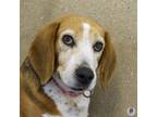 Adopt Blossom a Beagle, Mixed Breed