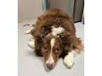 Adopt Arya a Australian Shepherd, Mixed Breed