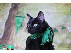 Adopt Boo a Domestic Short Hair