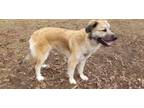 Adopt Eadyn a Anatolian Shepherd, Great Pyrenees