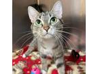 Adopt Gladys a Domestic Short Hair