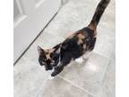 Adopt Persephone a Domestic Short Hair